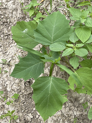 Datura