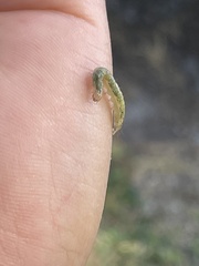 Saucrobotys futilalis