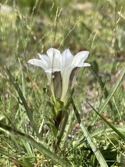 Gentiana newberryi tiogana