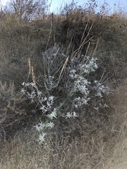 Salvia apiana