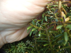 Madarococcus totarae