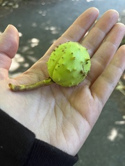 Aesculus hippocastanum