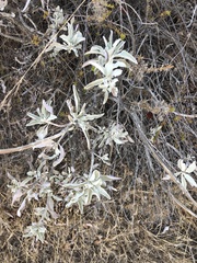 Salvia apiana