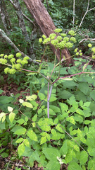 Angelica triquinata