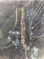 Salvia apiana