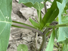 Datura