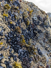 Mytilidae
