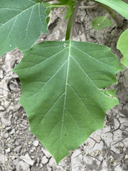 Datura