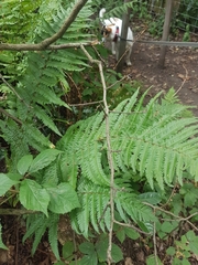 Dryopteris affinis cambrensis