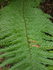 Dryopteris affinis cambrensis