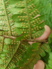 Dryopteris affinis cambrensis