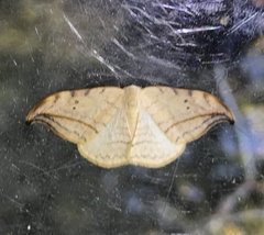 Drepana arcuata