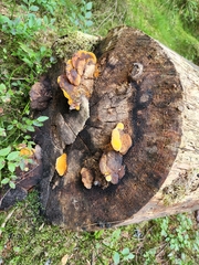 Gloeophyllum odoratum