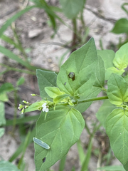 Boerhavia erecta