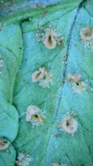 Dryopteris affinis cambrensis
