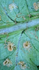 Dryopteris affinis cambrensis