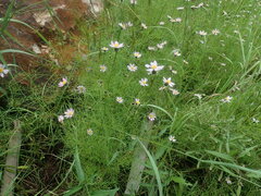 Cosmos parviflorus