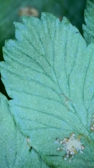 Dryopteris affinis cambrensis