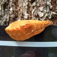 Megalopyge opercularis