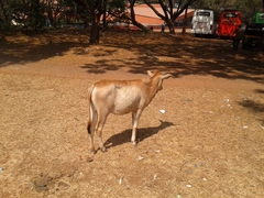 Bos taurus