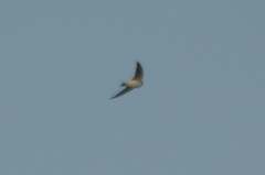 Alopochelidon fucata