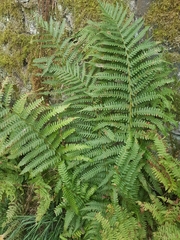 Dryopteris filix-mas