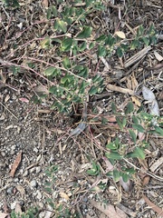 Euphorbia hypericifolia