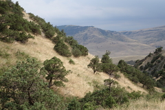Juniperus polycarpos