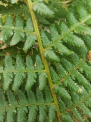 Dryopteris filix-mas