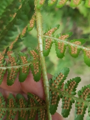 Dryopteris filix-mas