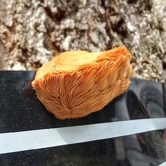 Megalopyge opercularis