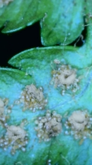 Dryopteris filix-mas