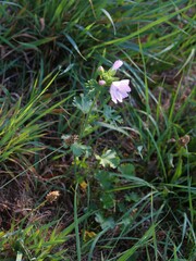 Malva moschata