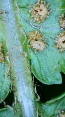 Dryopteris filix-mas