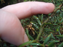 Madarococcus totarae