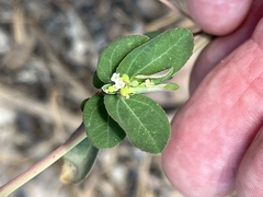 Euphorbia hypericifolia