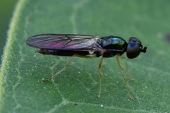 Sargus decorus