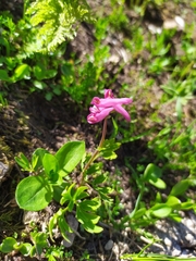 Corydalis conorhiza