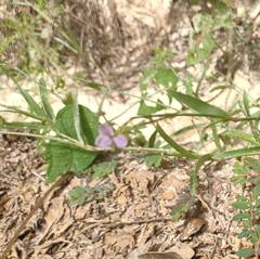 Murdannia nudiflora