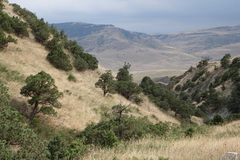 Juniperus polycarpos