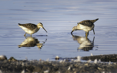 Calidris himantopus