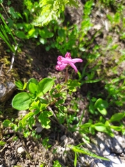 Corydalis conorhiza