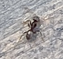 Formicidae