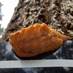 Megalopyge opercularis