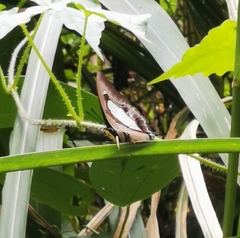Polyura athamas