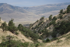 Juniperus polycarpos