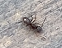 Formicidae
