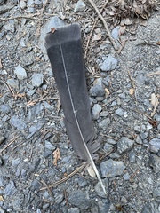 Dendragapus obscurus