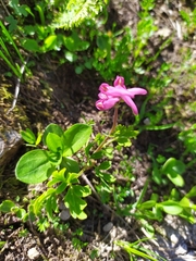 Corydalis conorhiza