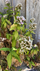 Lysimachia clethroides